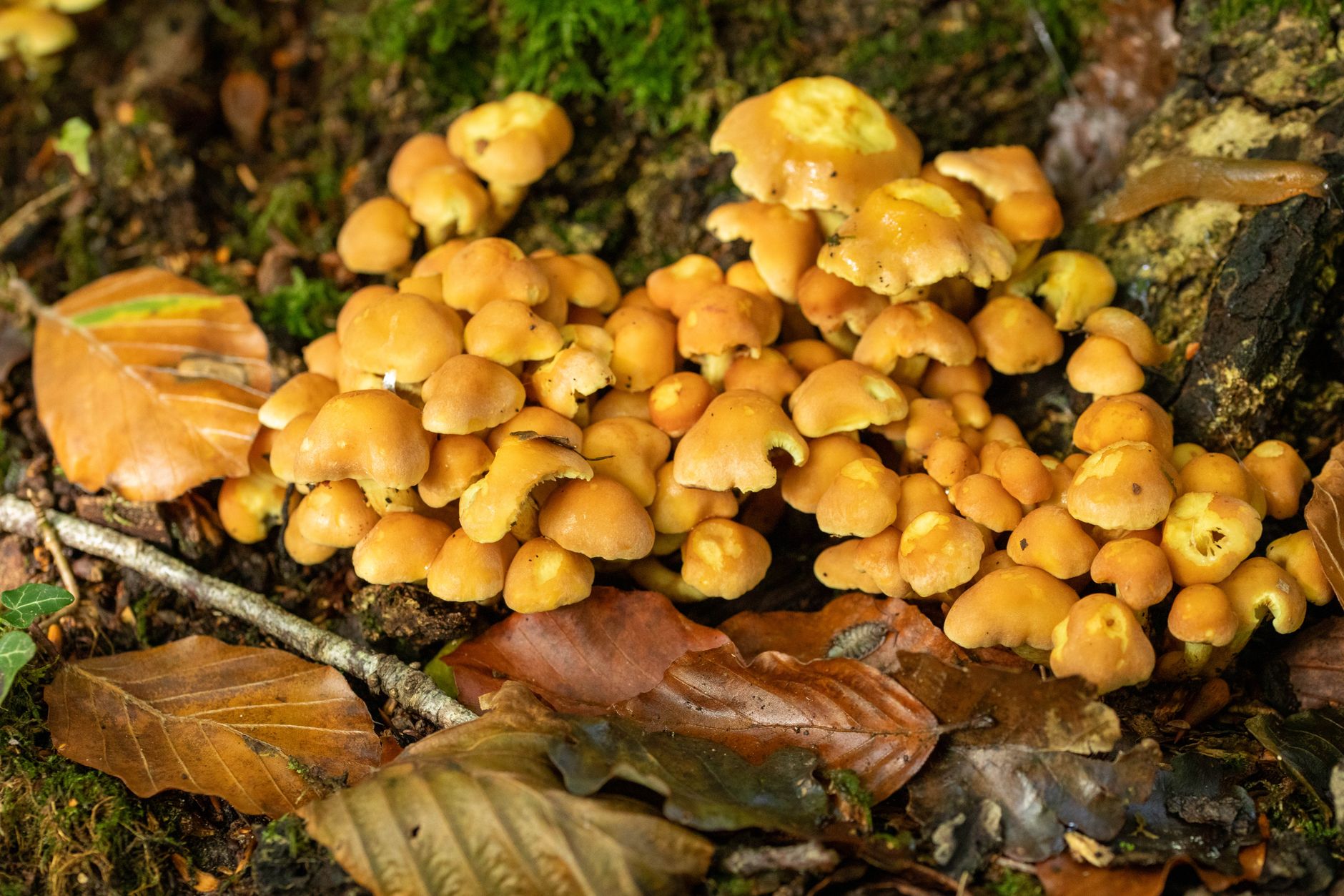 a hand twisting a cluster of beech mushrooms off a sawdust block