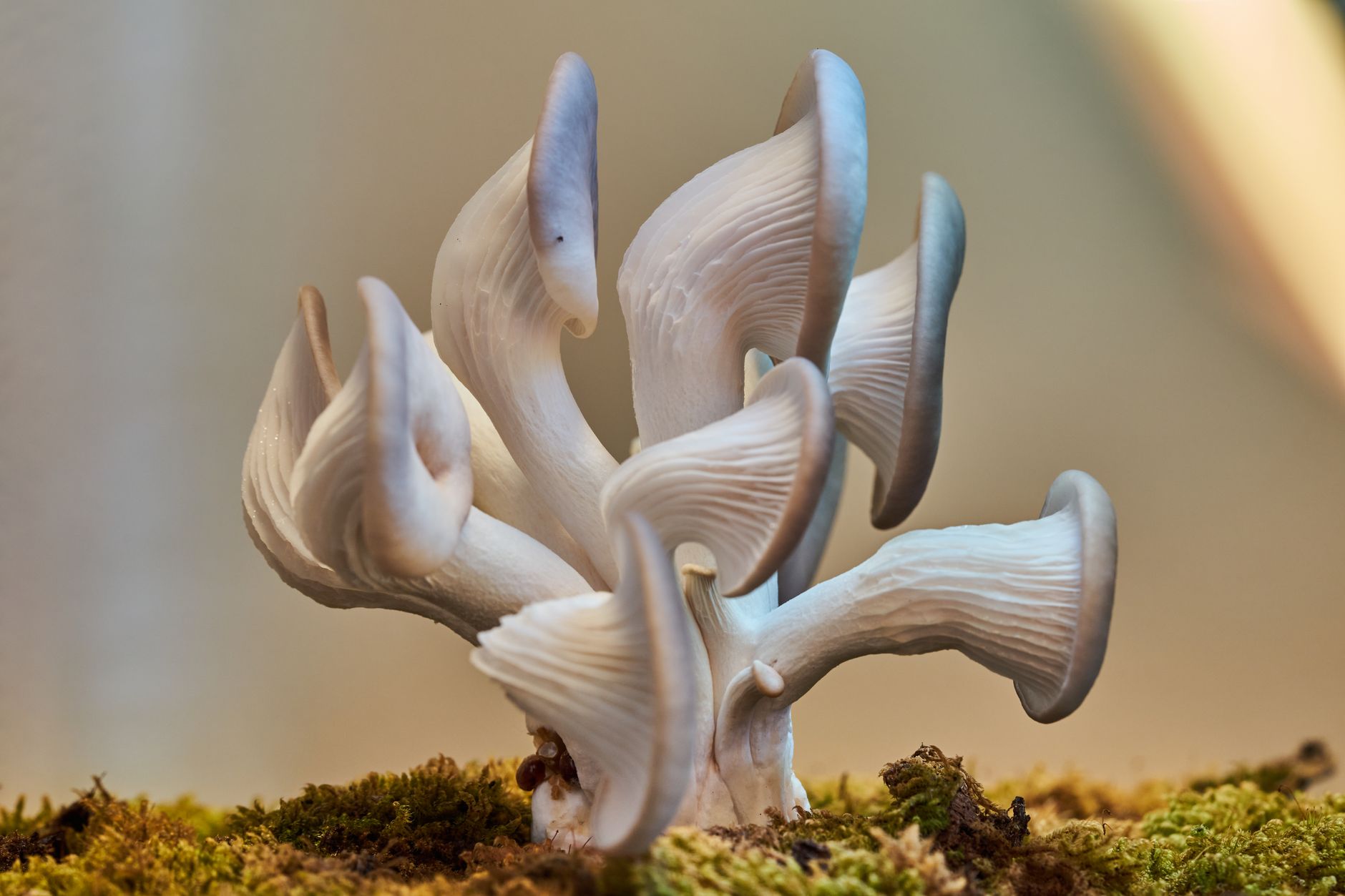 Oyster mushrooms growing from a colonized substrate block inside a grow bag