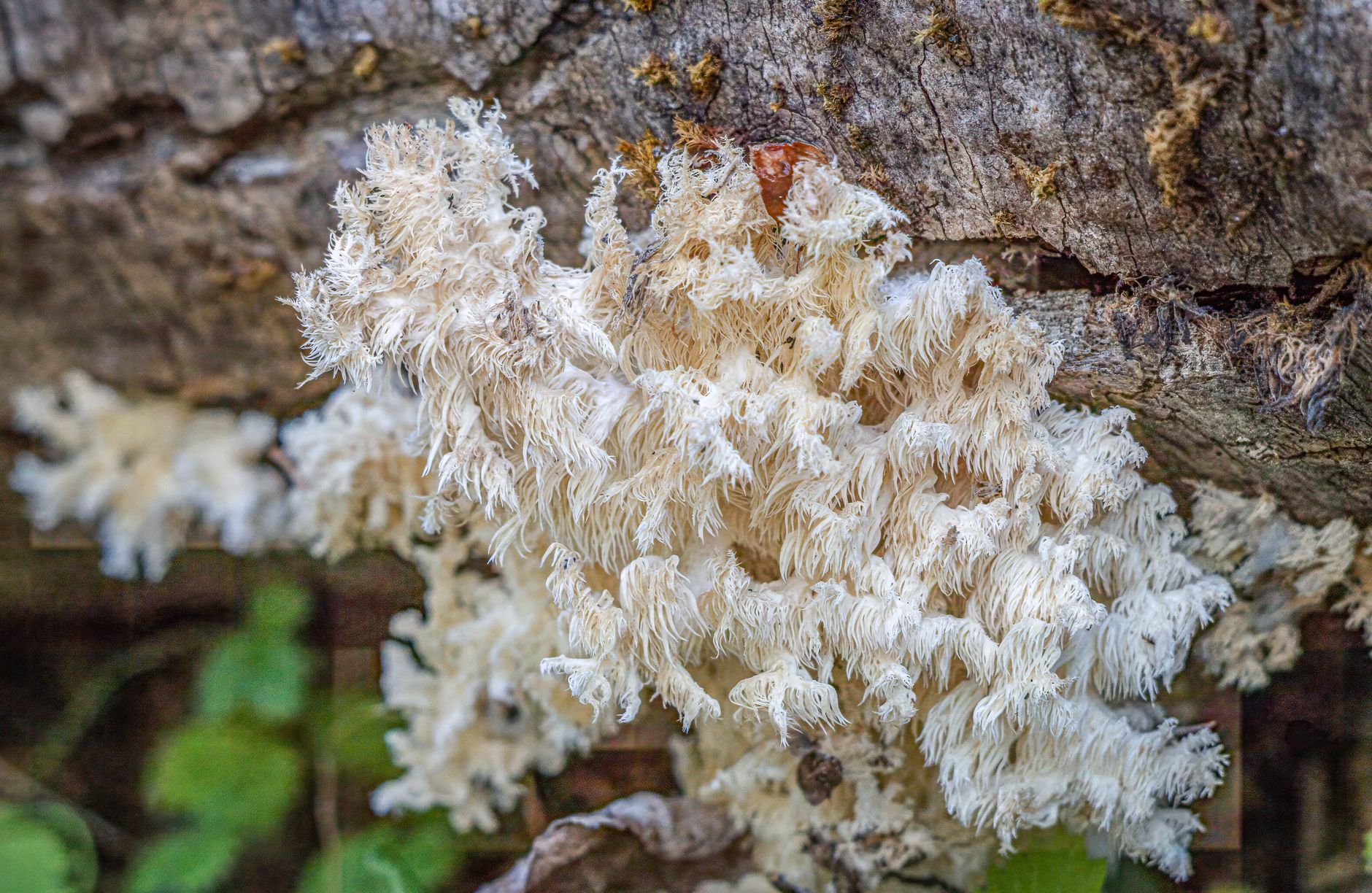 White lion's mane mushroom clusters growing from a hardwood grow block