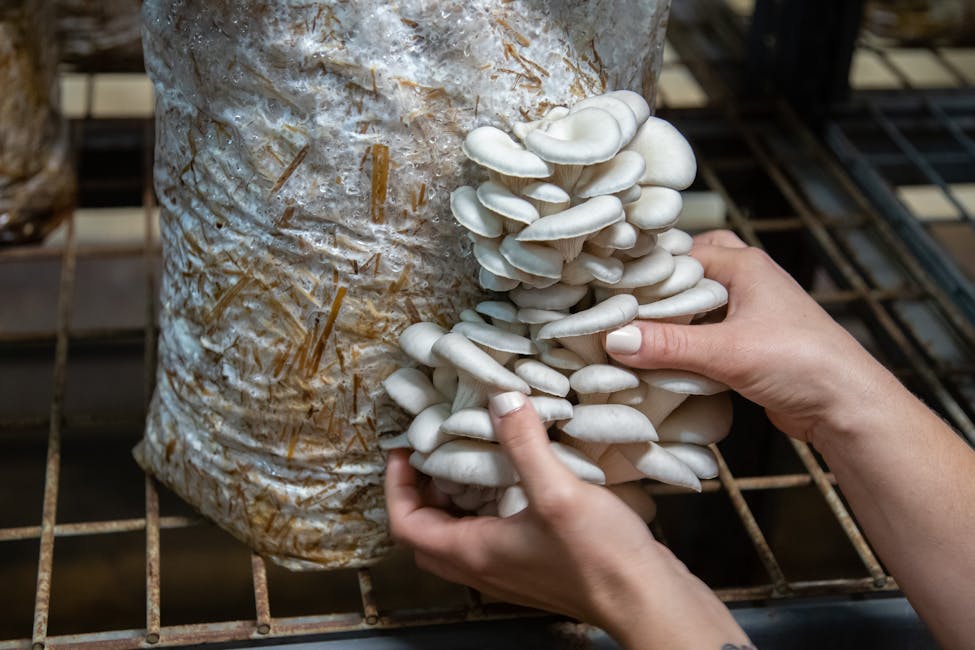 Best Mushroom Grow Kits 2026: Tested & Ranked