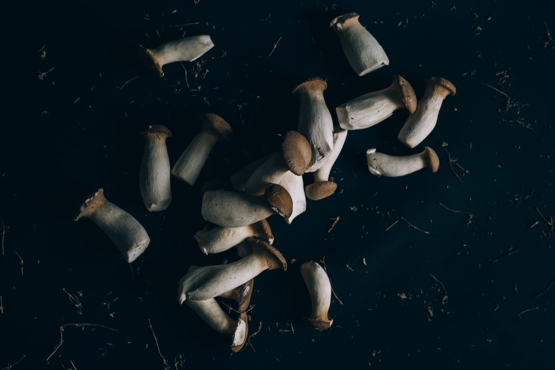 thick black pearl king oyster mushrooms fruiting in a cluster from a sawdust block