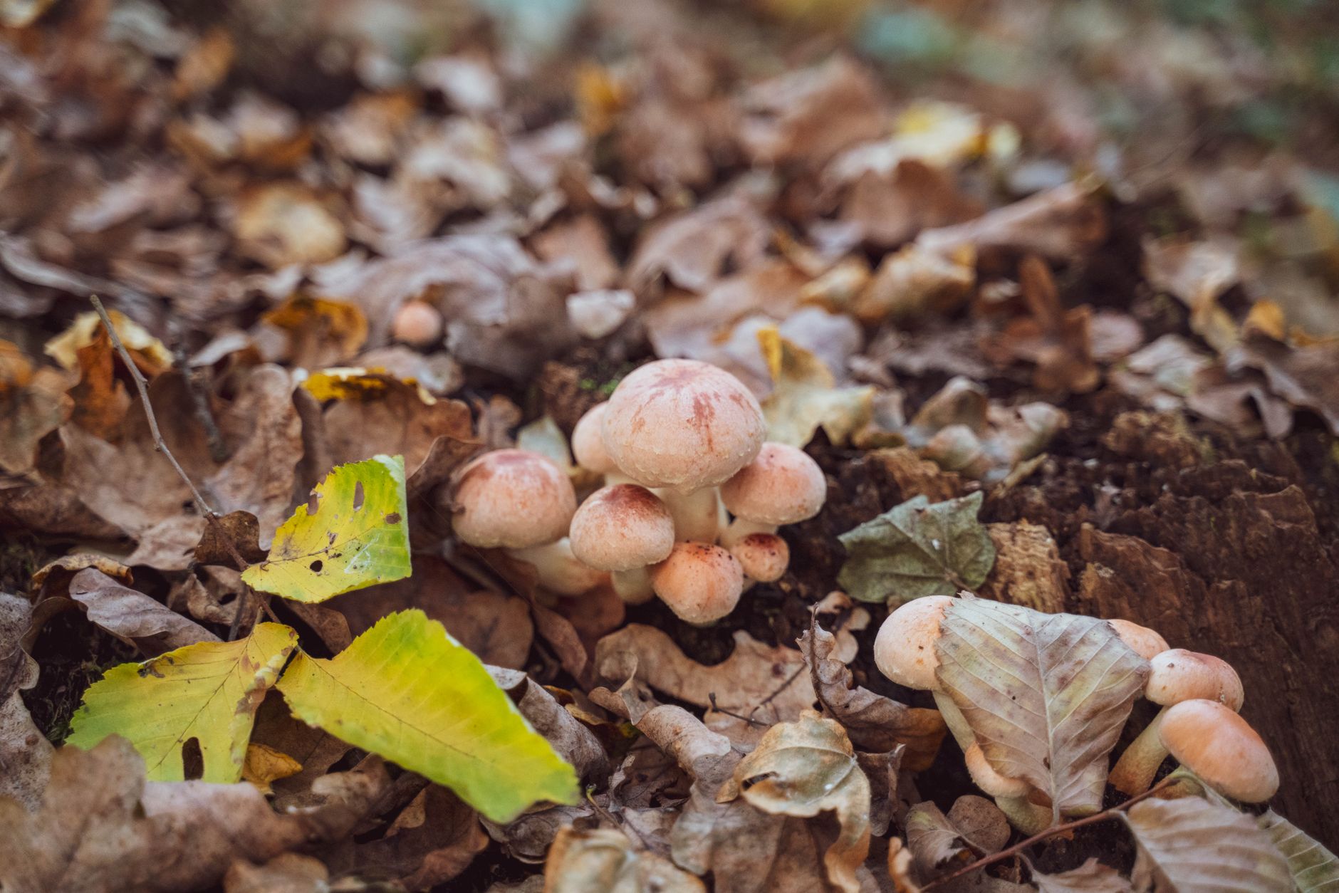 black trumpet mushrooms pushing through oak leaves on a forest floor