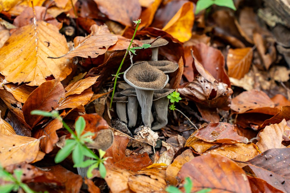 How to Grow Black Trumpet: Complete Guide (Very Hard, Forest floor near oaks)
