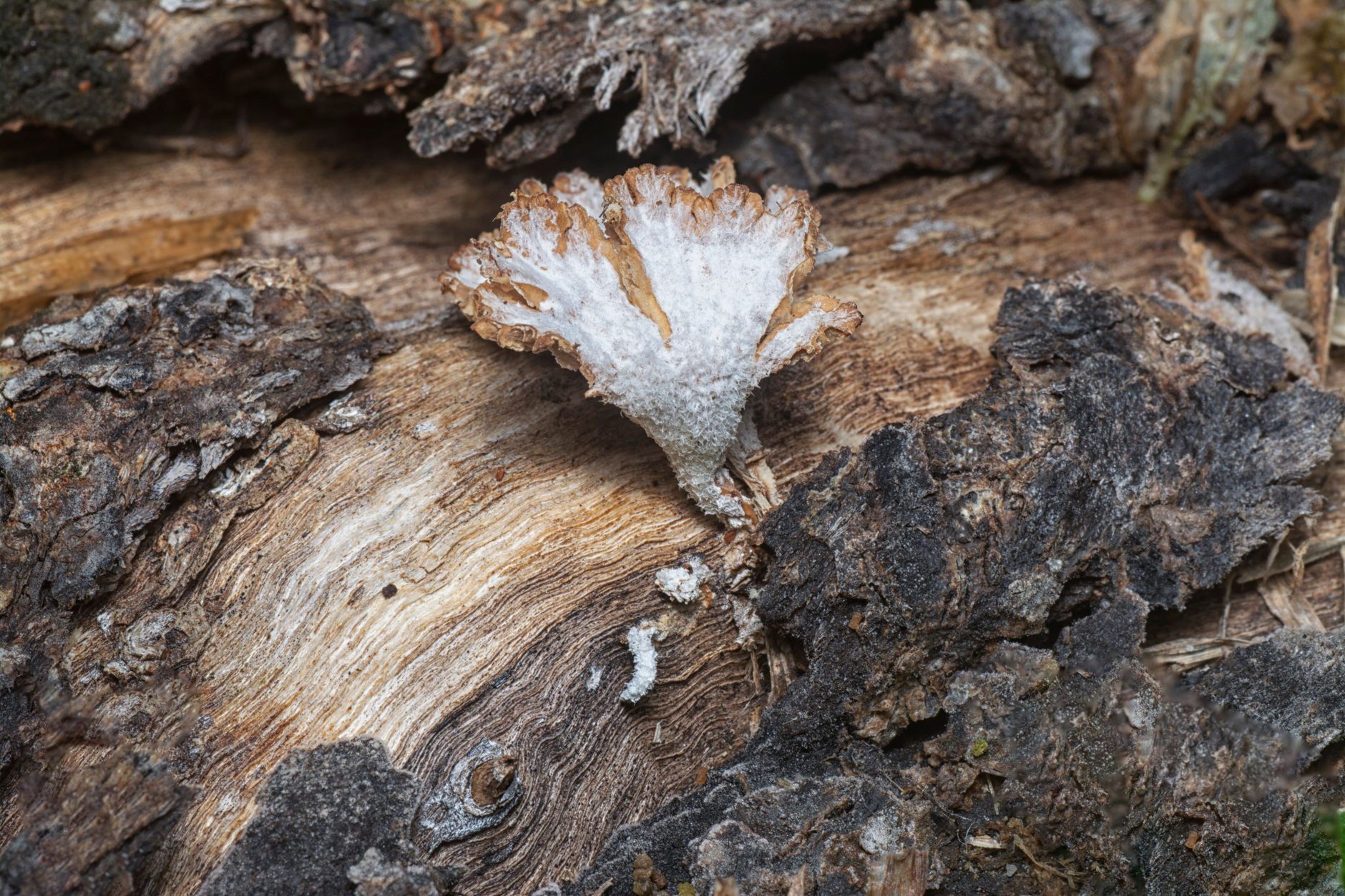 white mushroom mycelium growing through sawdust substrate inside a spawn bag