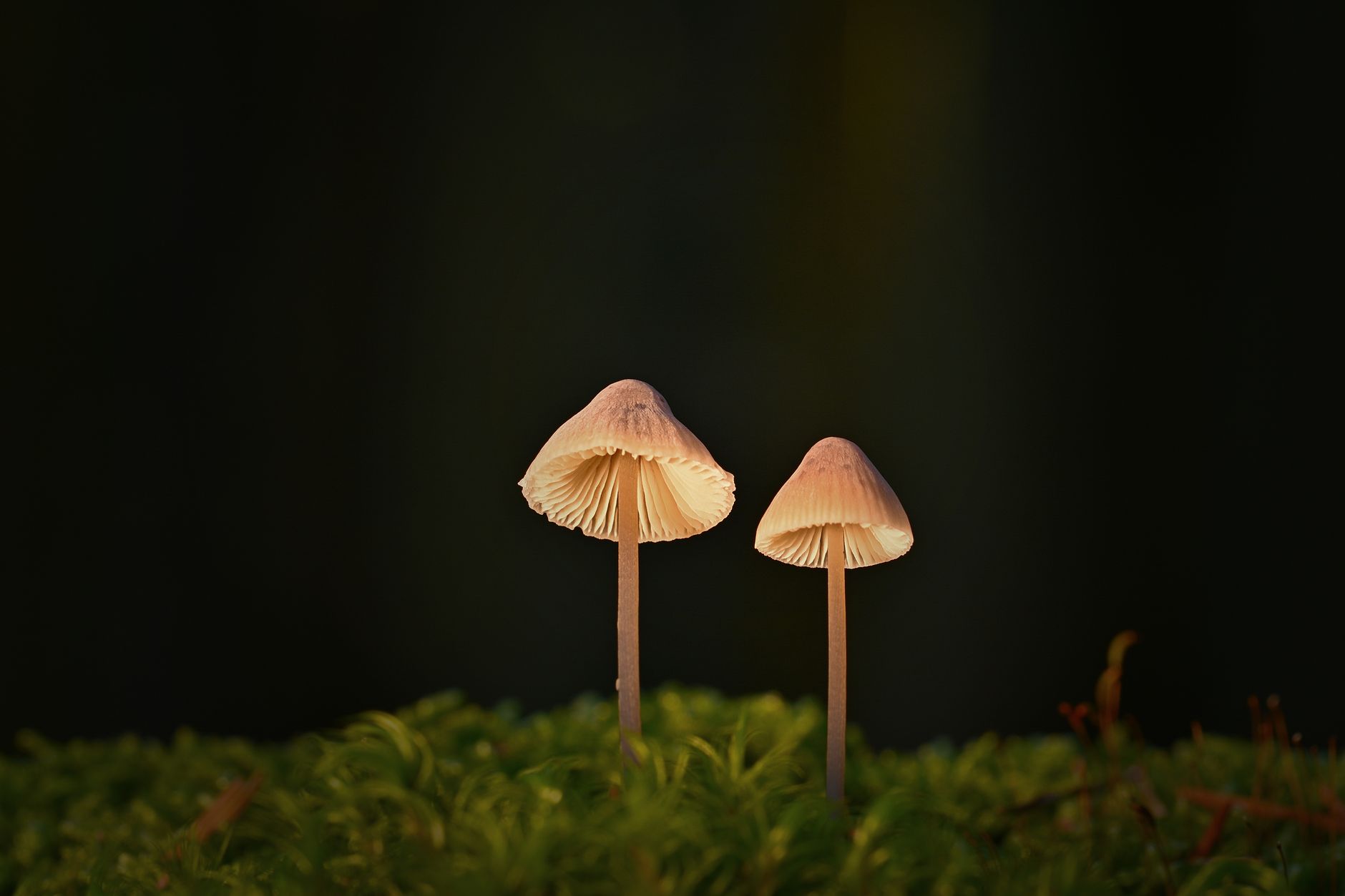 cluster of small bleeding fairy helmet mushrooms with red latex droplets on decaying wood