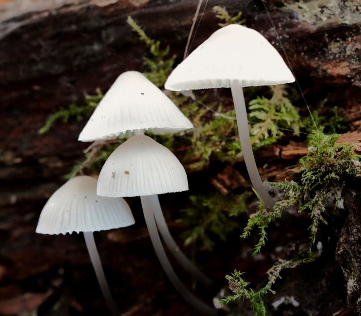 How to Grow Bleeding Fairy Helmet: Complete Guide (N/A, Dead hardwood)