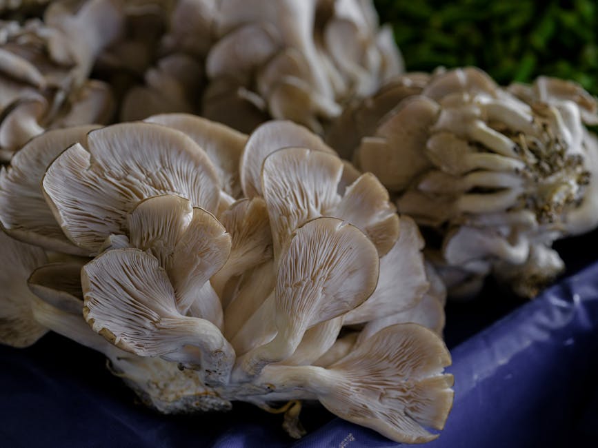 How to Grow Blue Oyster Mushroom: Complete Guide (Very Easy, Straw)