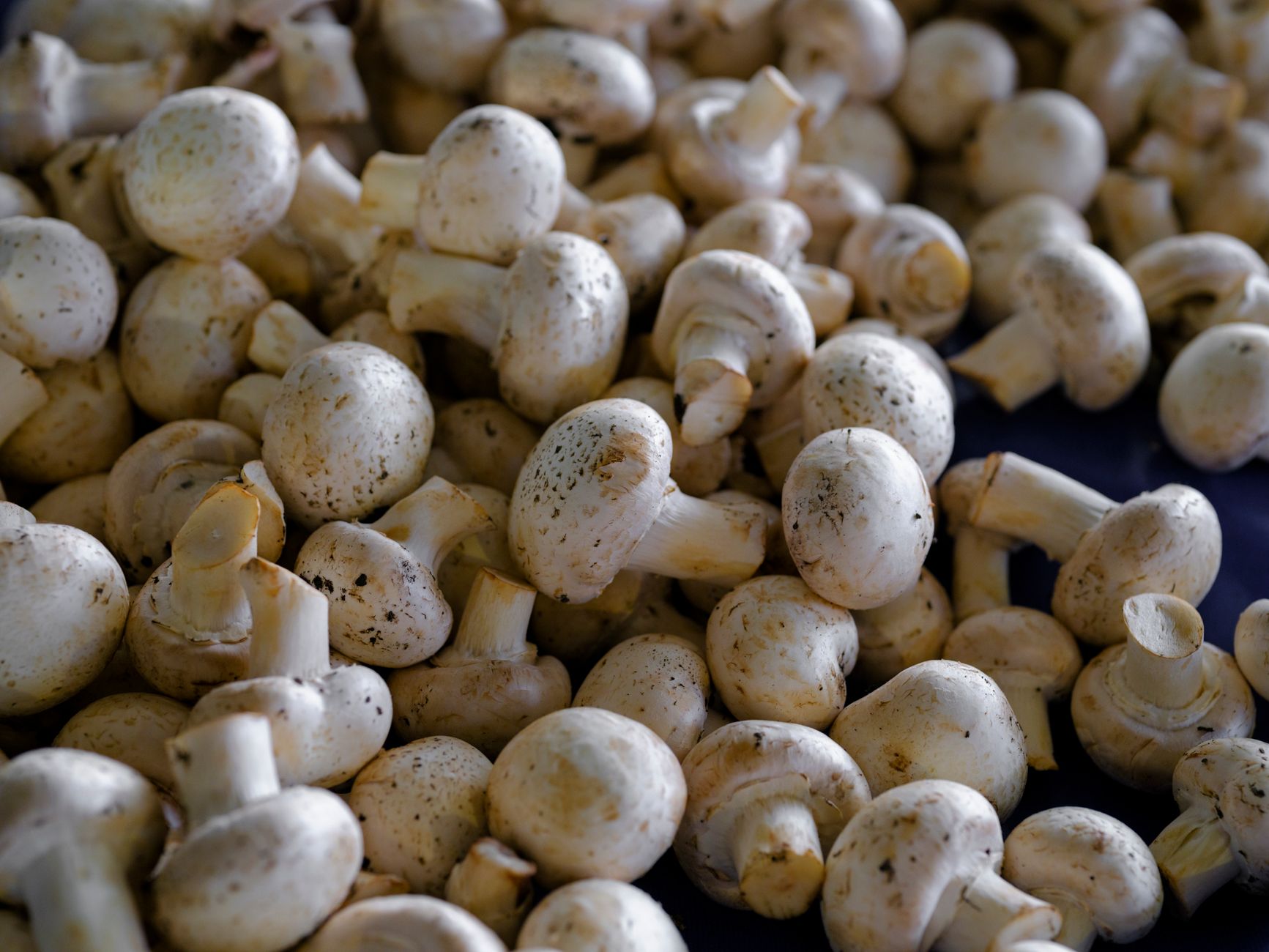 button mushrooms fruiting from a casing layer in a tray