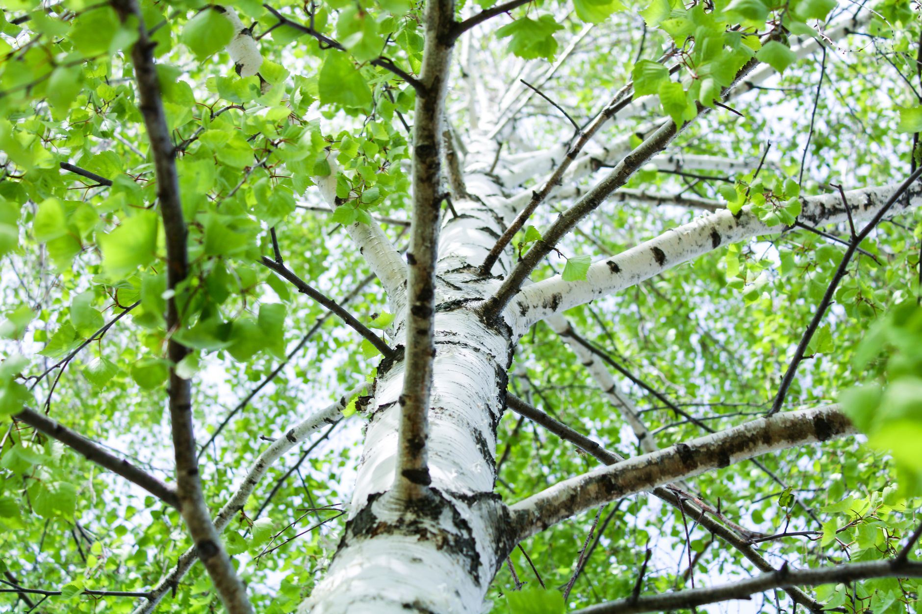 a grove of white birch trees in a shaded forest with dappled light