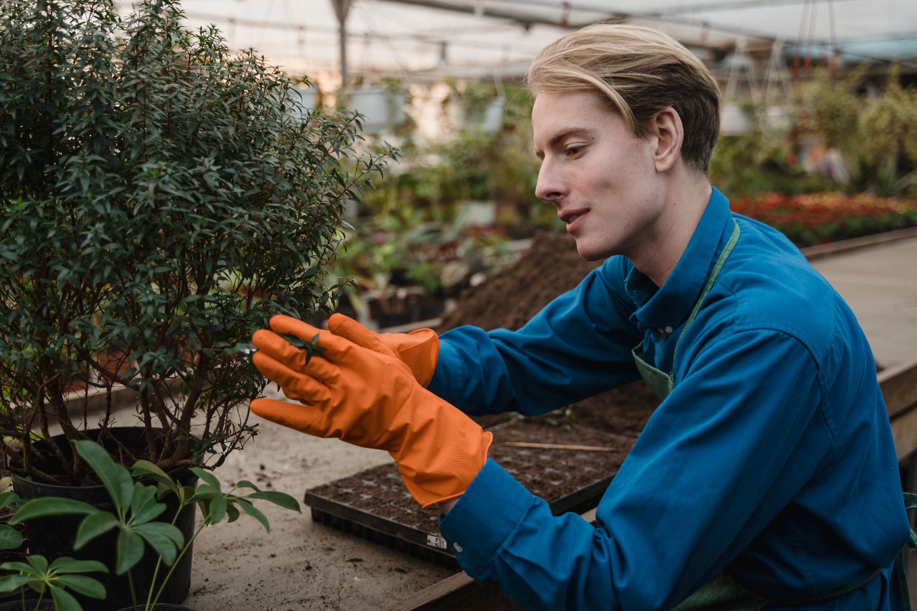 a gardener using a soil pH meter near a young tree