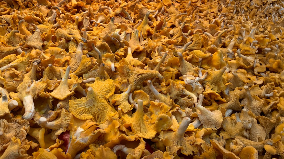 How to Grow Chanterelle: Complete Guide (Very Hard, Forest floor (mycorrhizal with trees))