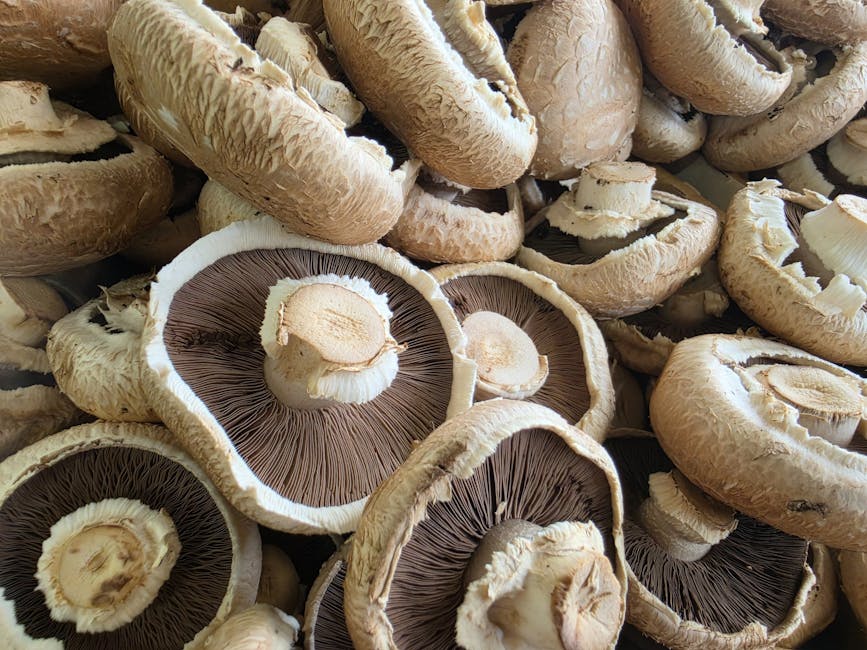 How to Grow Chestnut Mushroom: Complete Guide (Moderate, Hardwood sawdust)