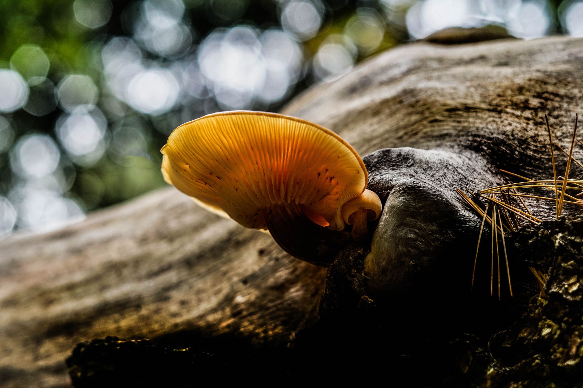 bright orange and yellow chicken of the woods brackets growing on a hardwood log