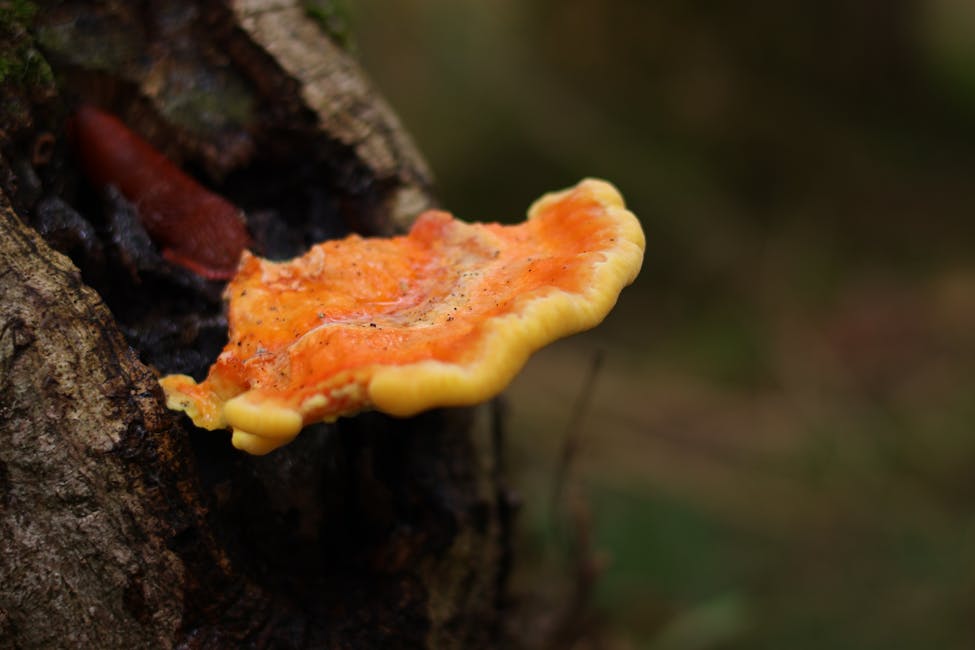 How to Grow Chicken of the Woods: Complete Guide (Hard, Oak)