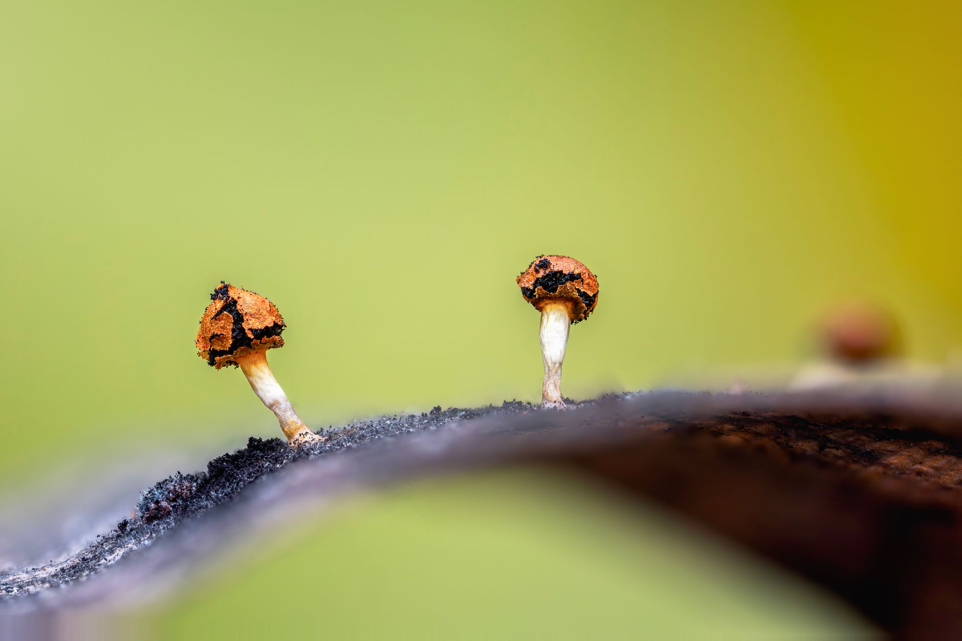Orange Cordyceps militaris clubs growing from jars inside a humid fruiting chamber