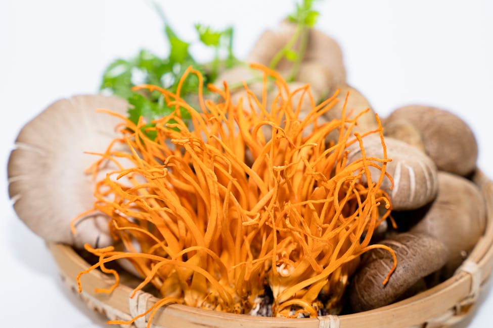 How to Grow Cordyceps: Complete Guide (Hard, Brown rice)
