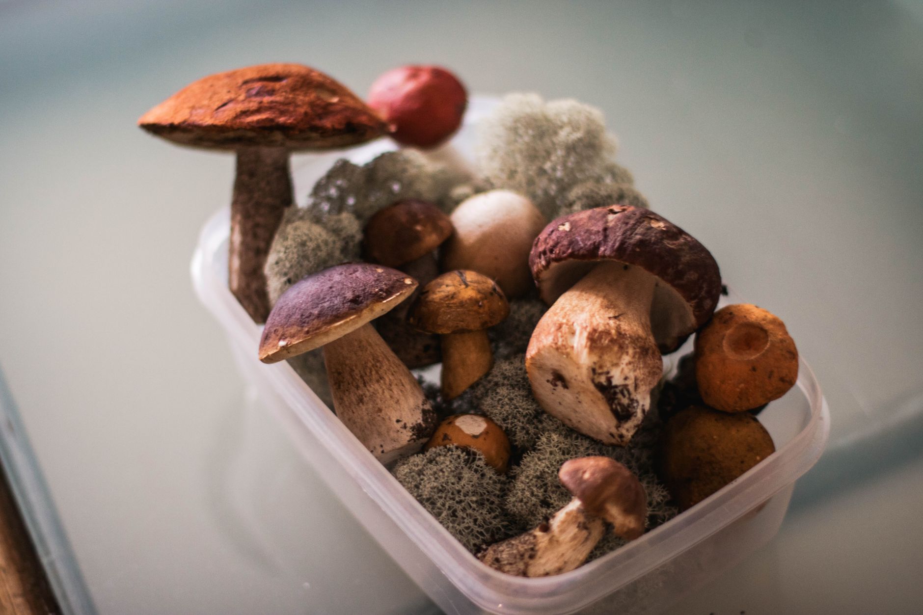 Best Mushroom Grow Kits 2026: Top Home Cultivation Kits Compared