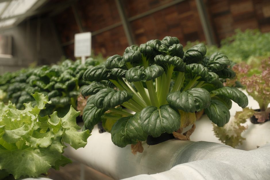 Vibrant green leafy vegetables thriving in an indoor hydroponic setup, showcasing sustainable farming.