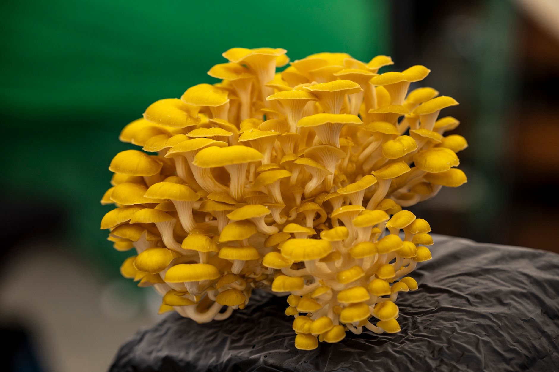 How to Grow Golden Oyster Mushrooms at Home