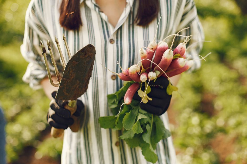 Close-up of a person holding fresh radishes and gardening tools in a lush garden.