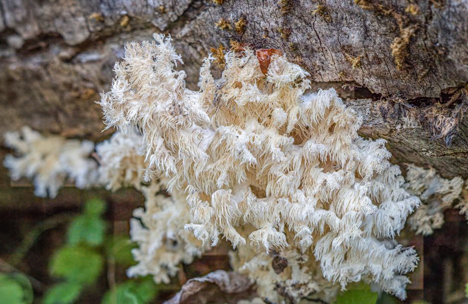 How to Grow Lion's Mane at Home: A Step-by-Step Guide