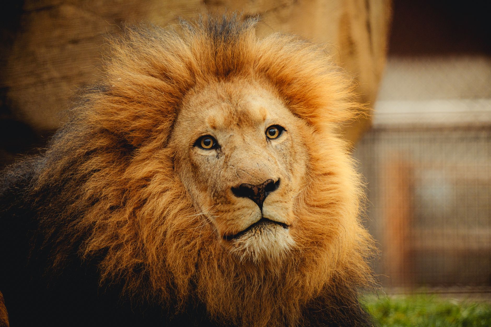How to Grow Lion's Mane at Home: Complete Guide