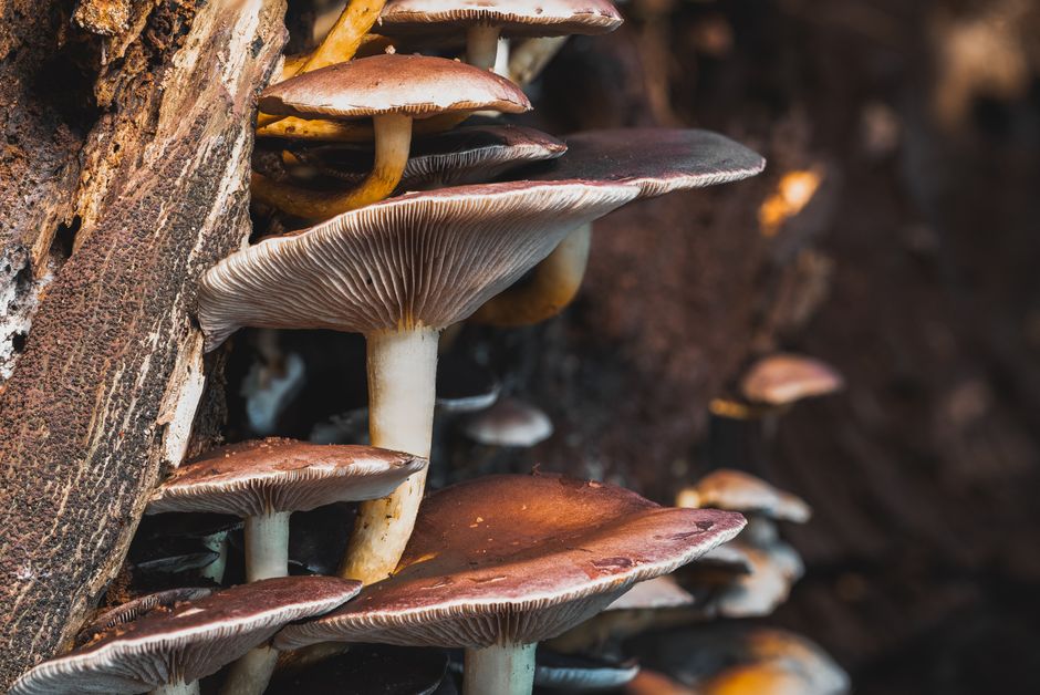 Detailed macro shot of brown mushrooms growing on a tree in the forest.