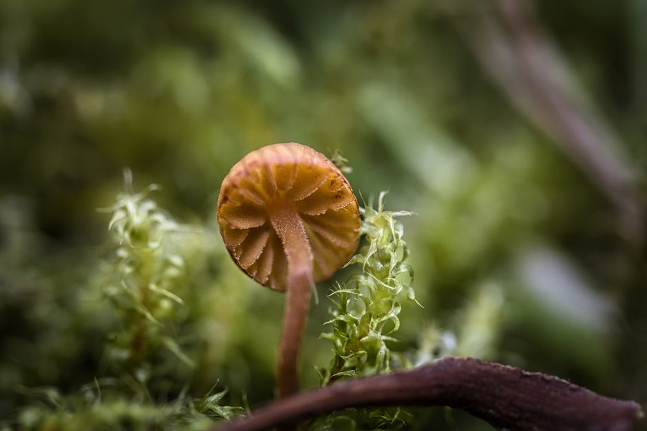 A detailed macro image of a mushroom surrounded by vibrant moss in an autumn forest setting.