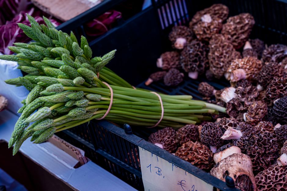 How to Grow Morel Mushrooms at Home: A Realistic Guide