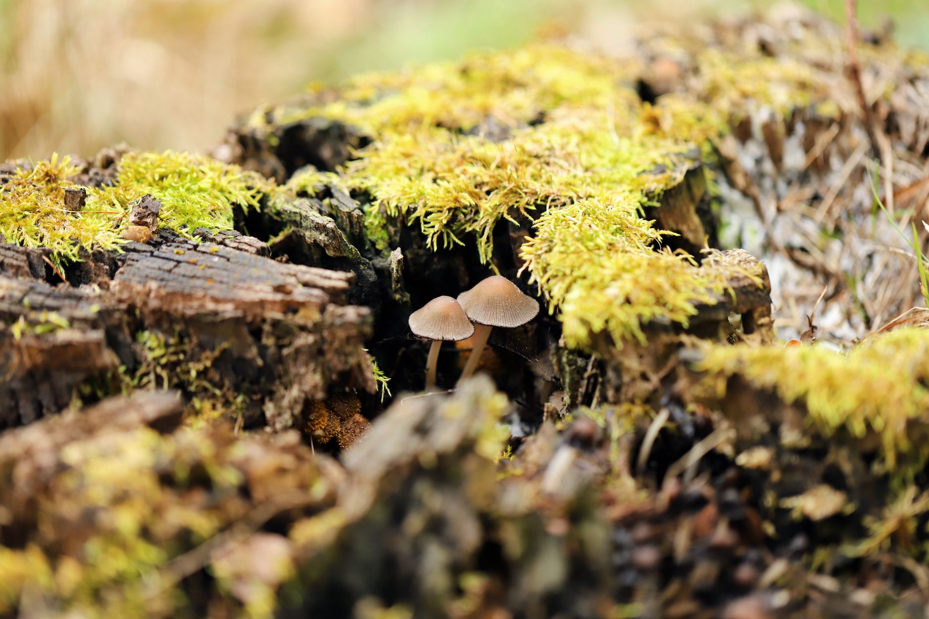 Mushroom Growing in Bathroom: 5 Best Species Compared