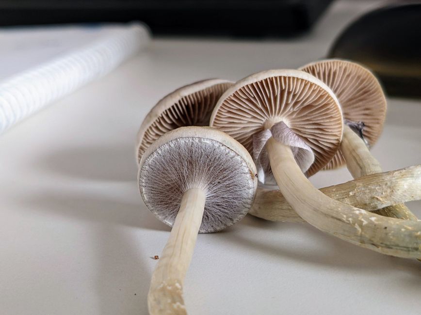 Detailed view of mushrooms displaying gills and textures, ideal for nature studies and educational content.