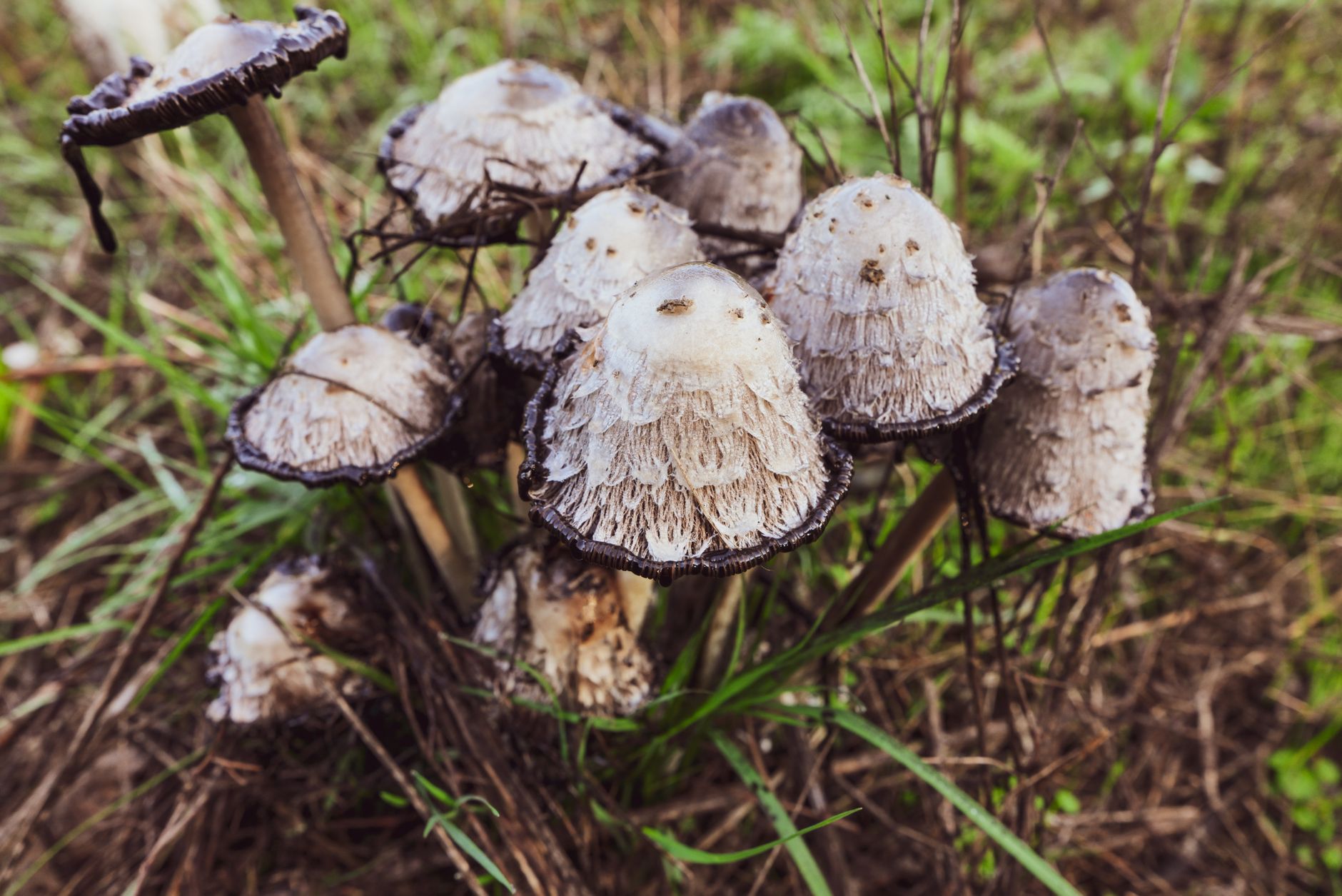 How to Grow Shaggy Mane Mushrooms at Home