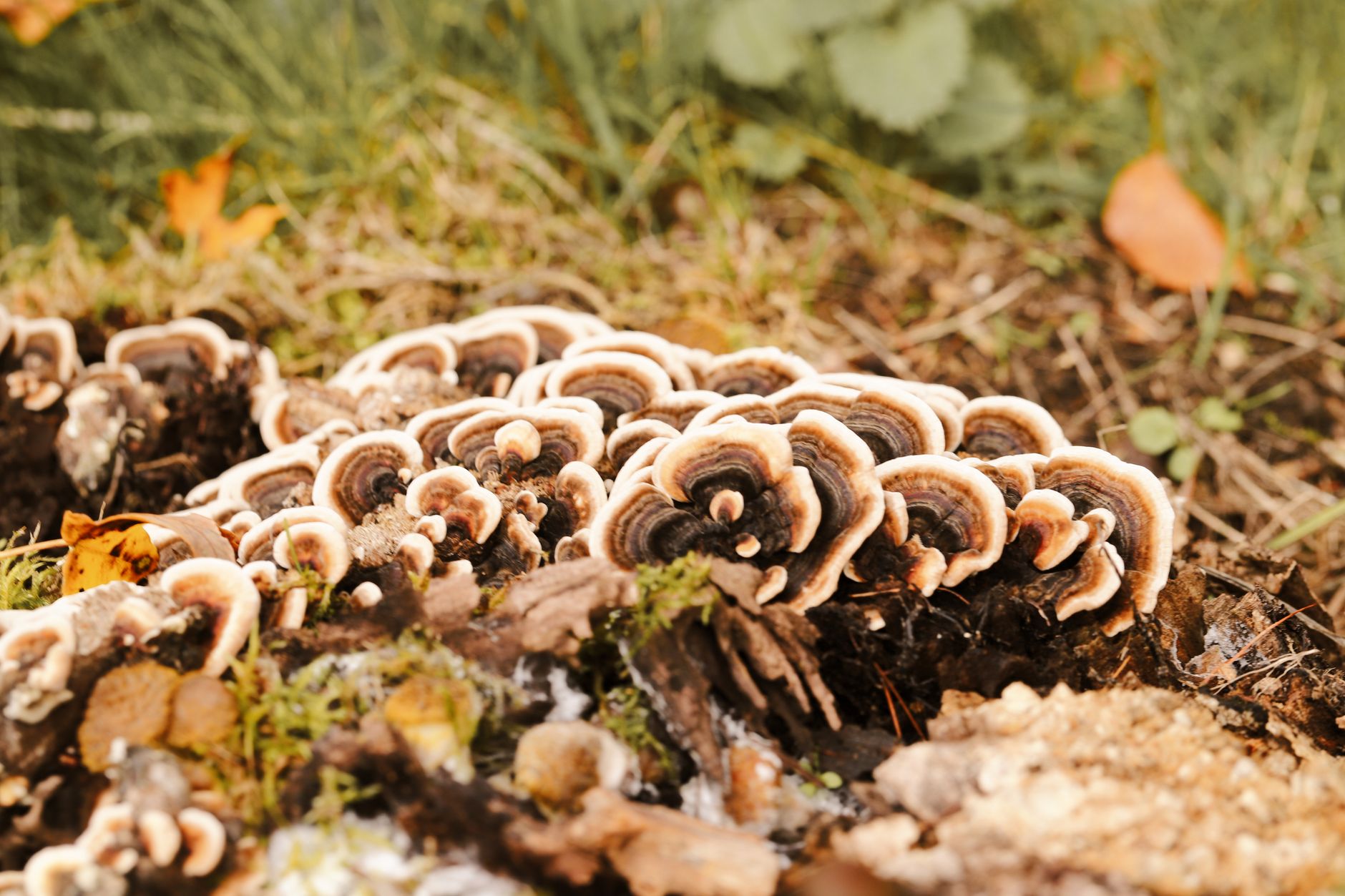 How to Grow Turkey Tail Mushrooms at Home: A Step-by-Step Guide