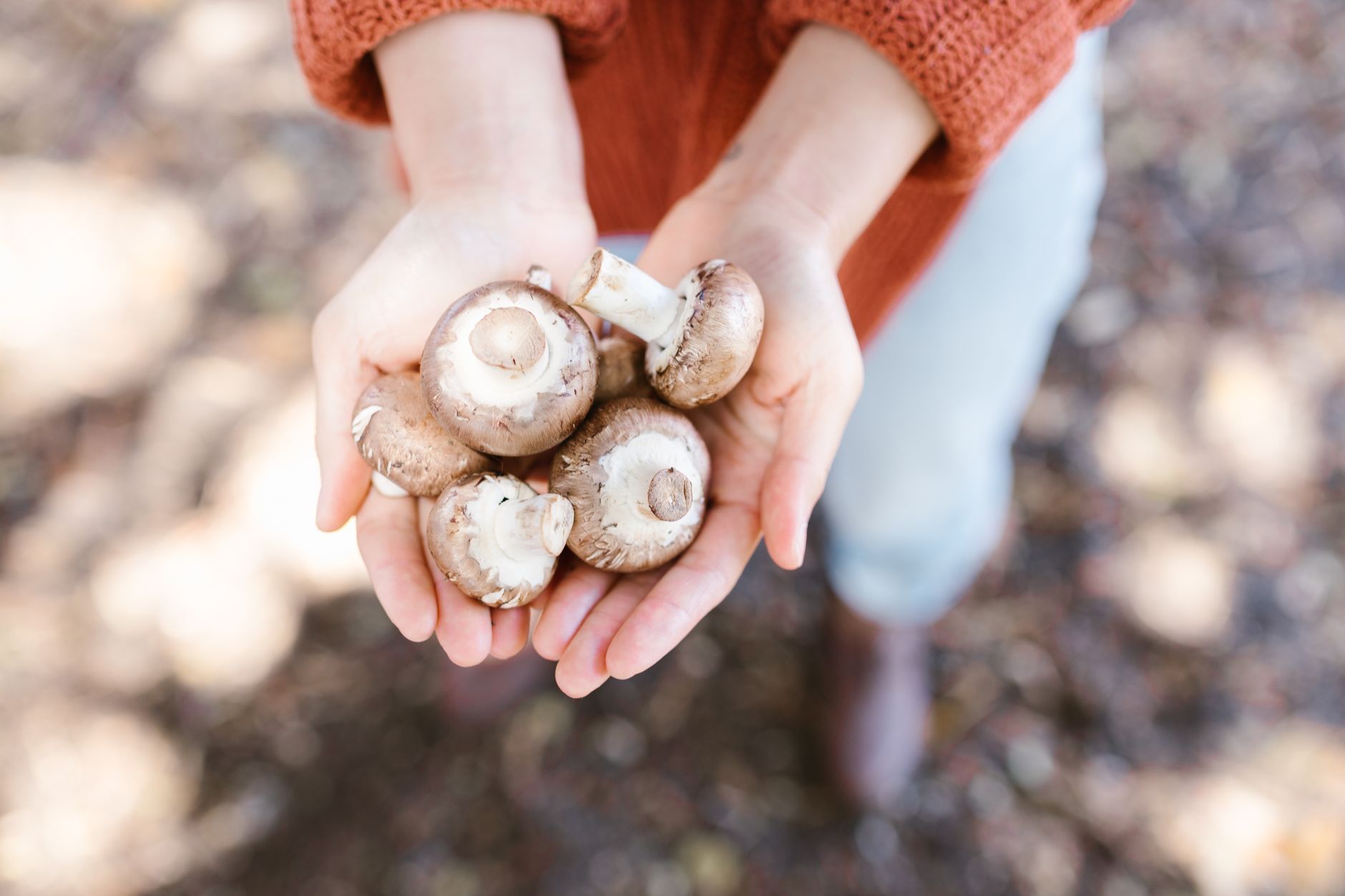 a hand gently twisting a brown cremini mushroom from a growing tray
