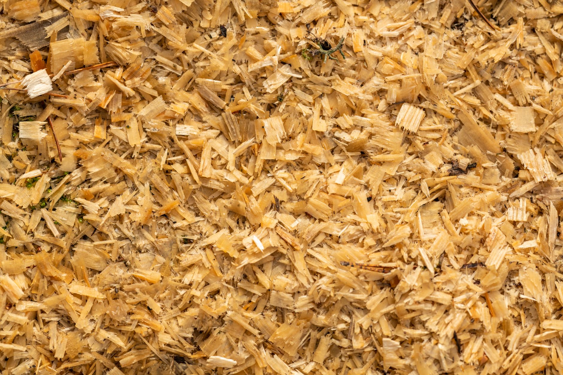 a person mixing hydrated hardwood sawdust in a large bowl