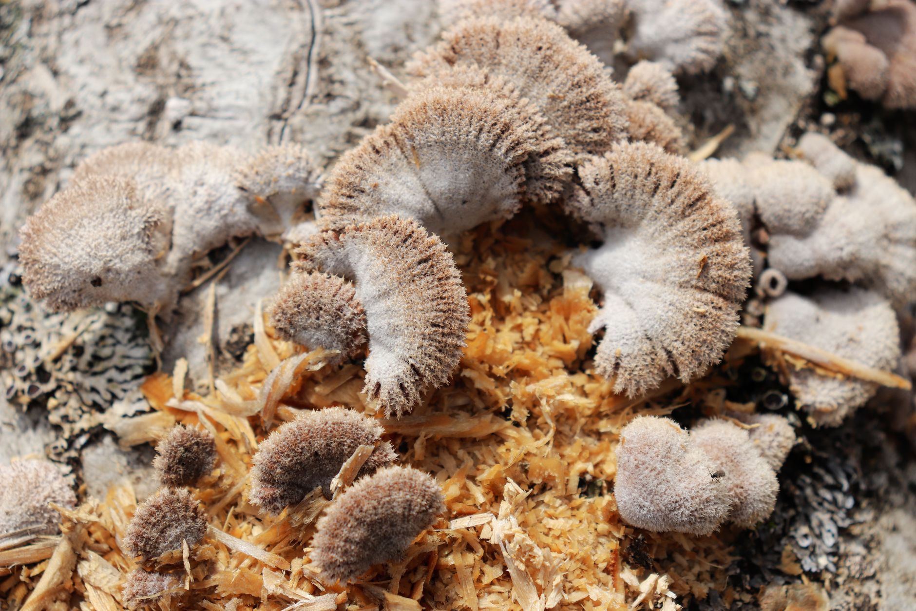 White mycelium spreading through a sawdust substrate in a glass jar