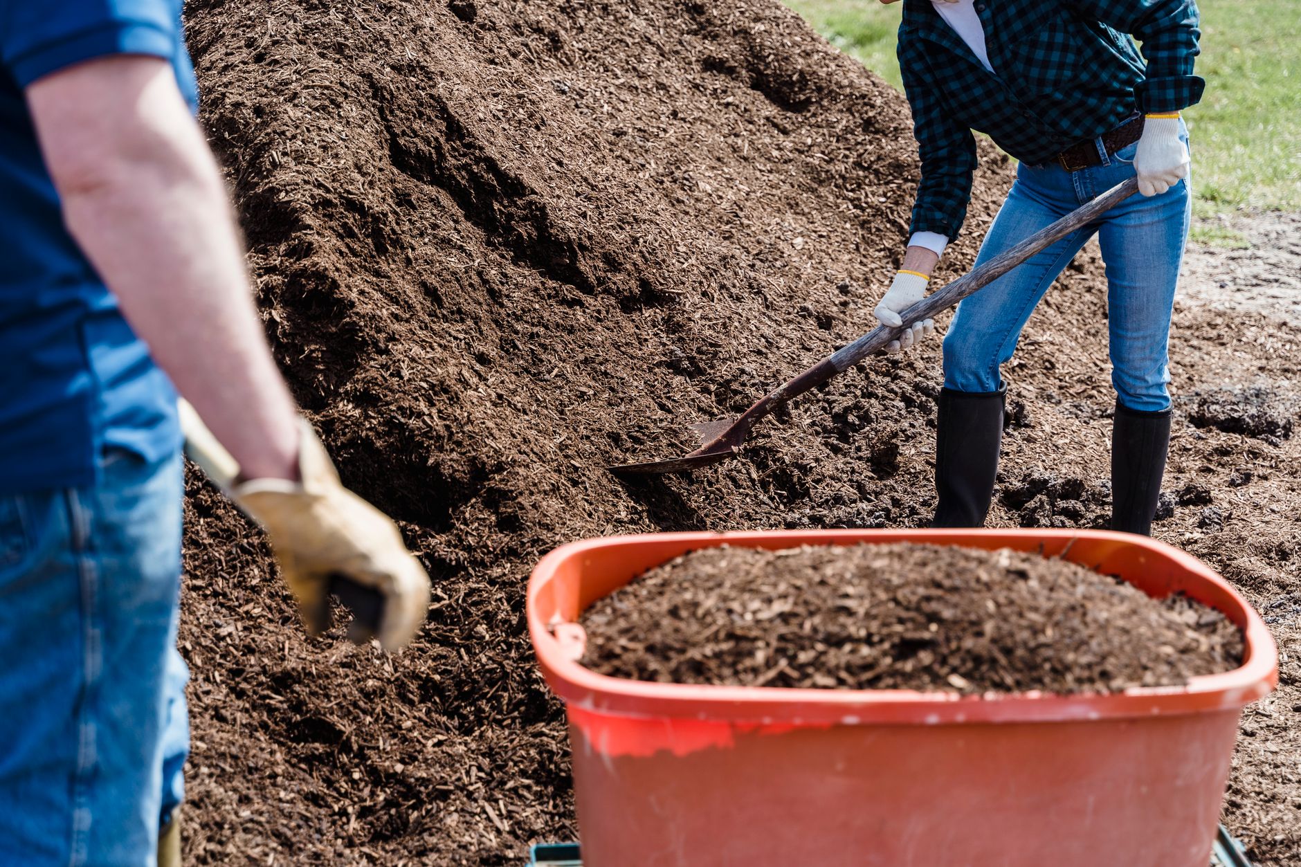 a person mixing white mushroom grain spawn into a dark compost substrate