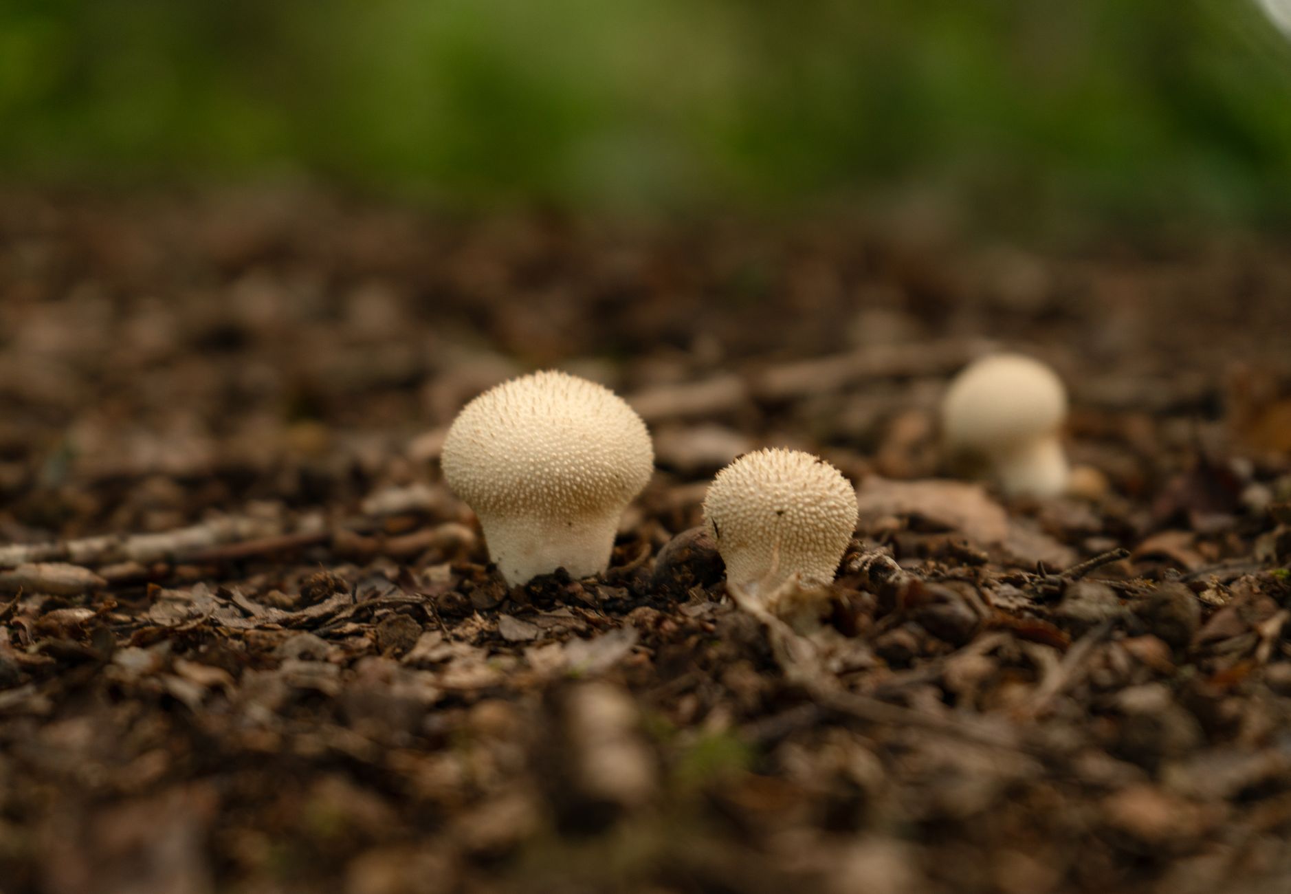 a large white giant puffball mushroom cut open showing pure white interior on grass