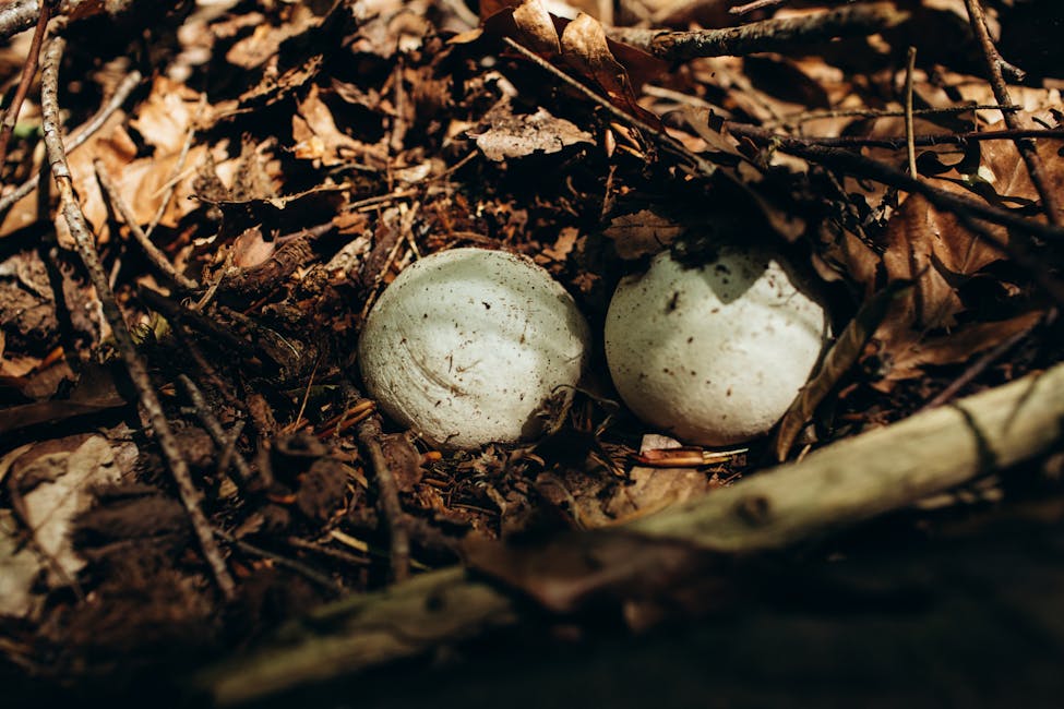 How to Grow Giant Puffball: Complete Guide (Hard, Meadows)