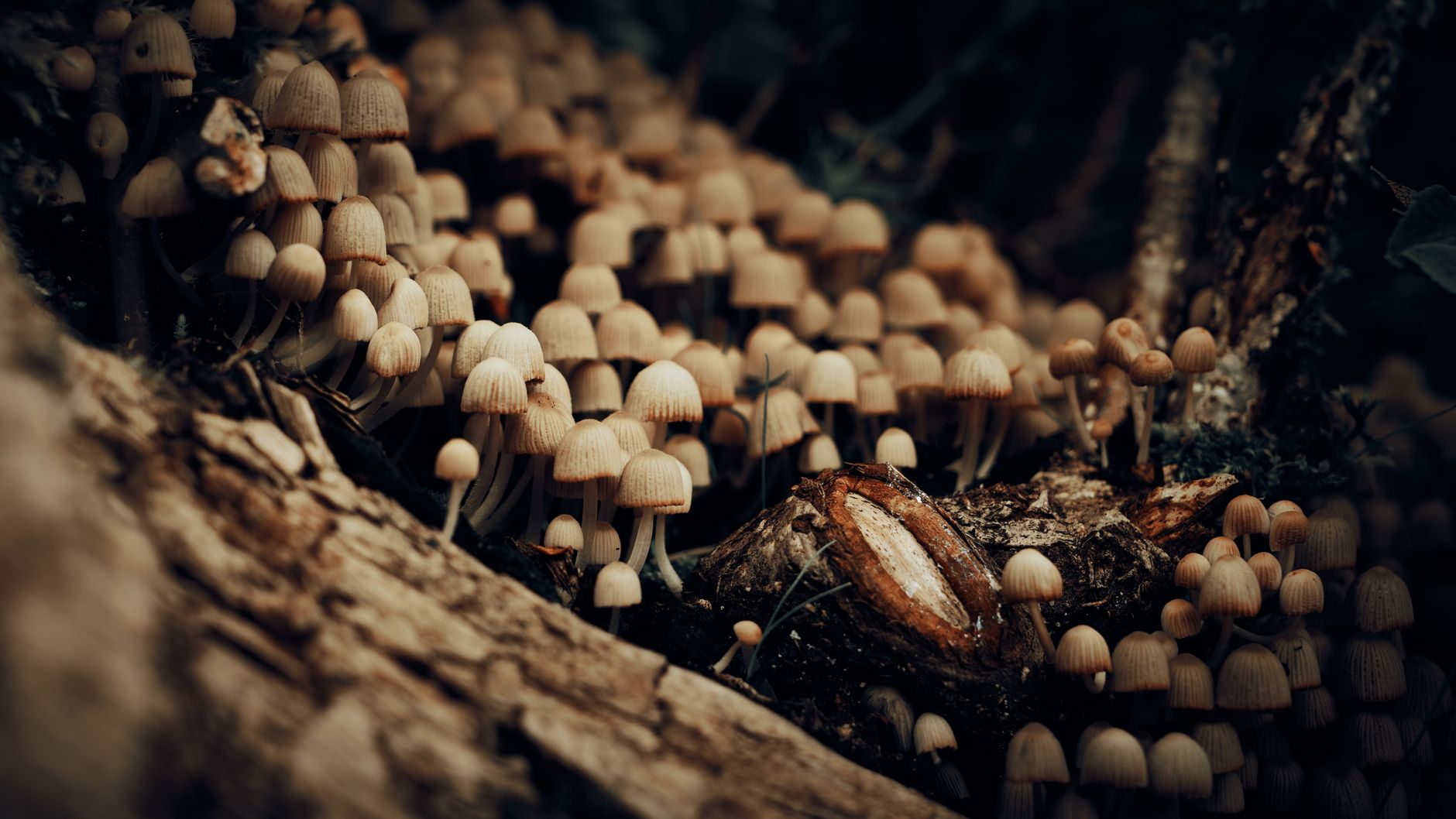 small green-capped mushrooms pushing up through moss beside fallen leaves