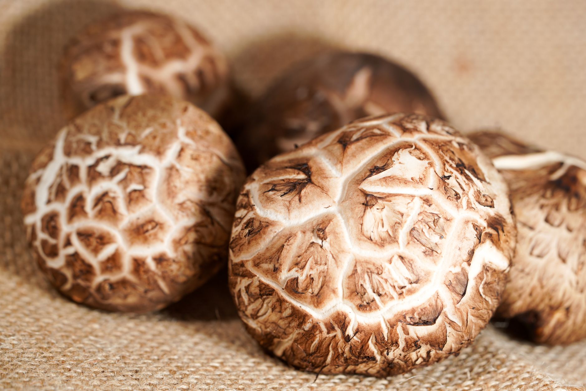 Shiitake mushrooms fruiting from an inoculated oak log
