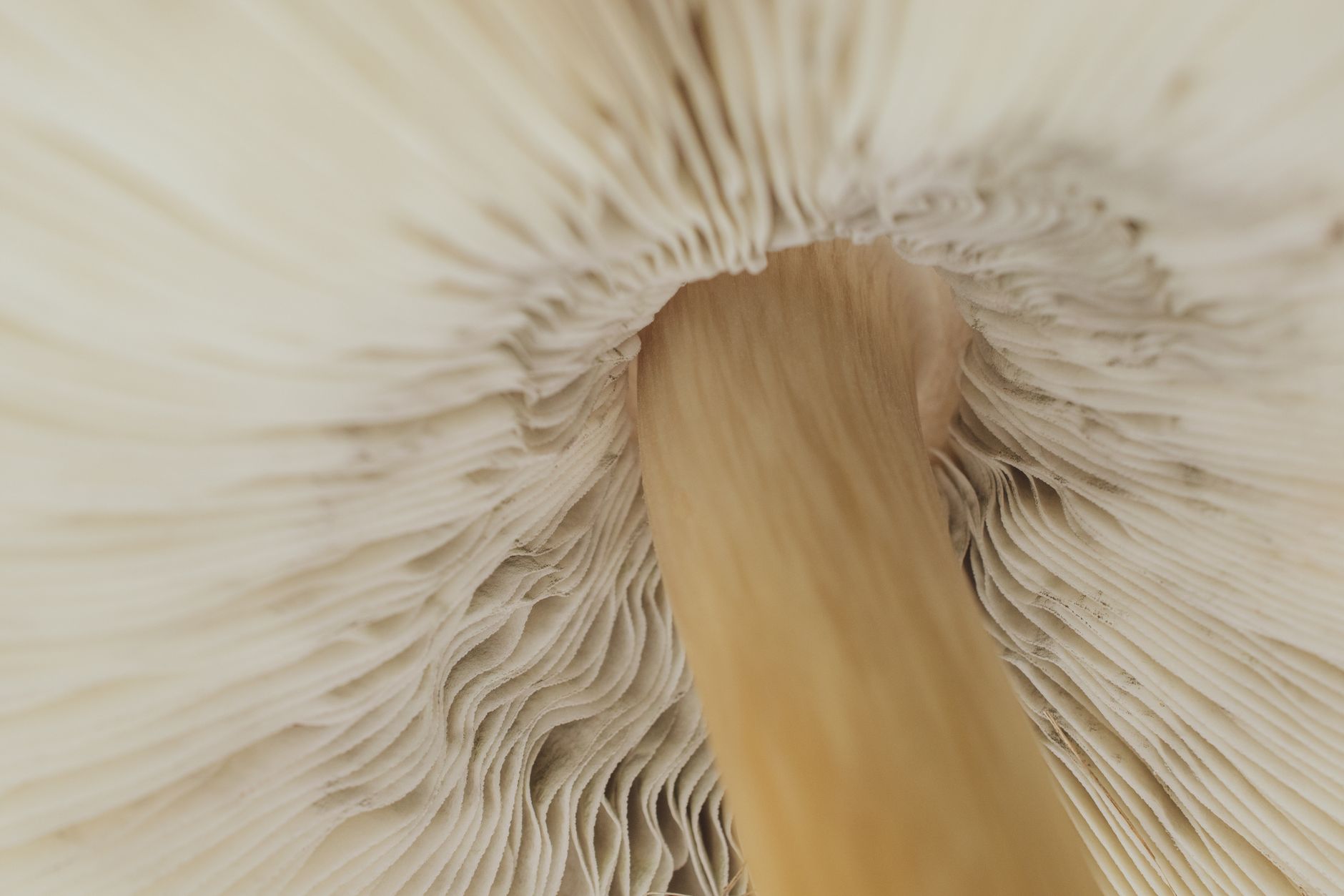 hands adding grain spawn to a mushroom grow bag filled with sawdust