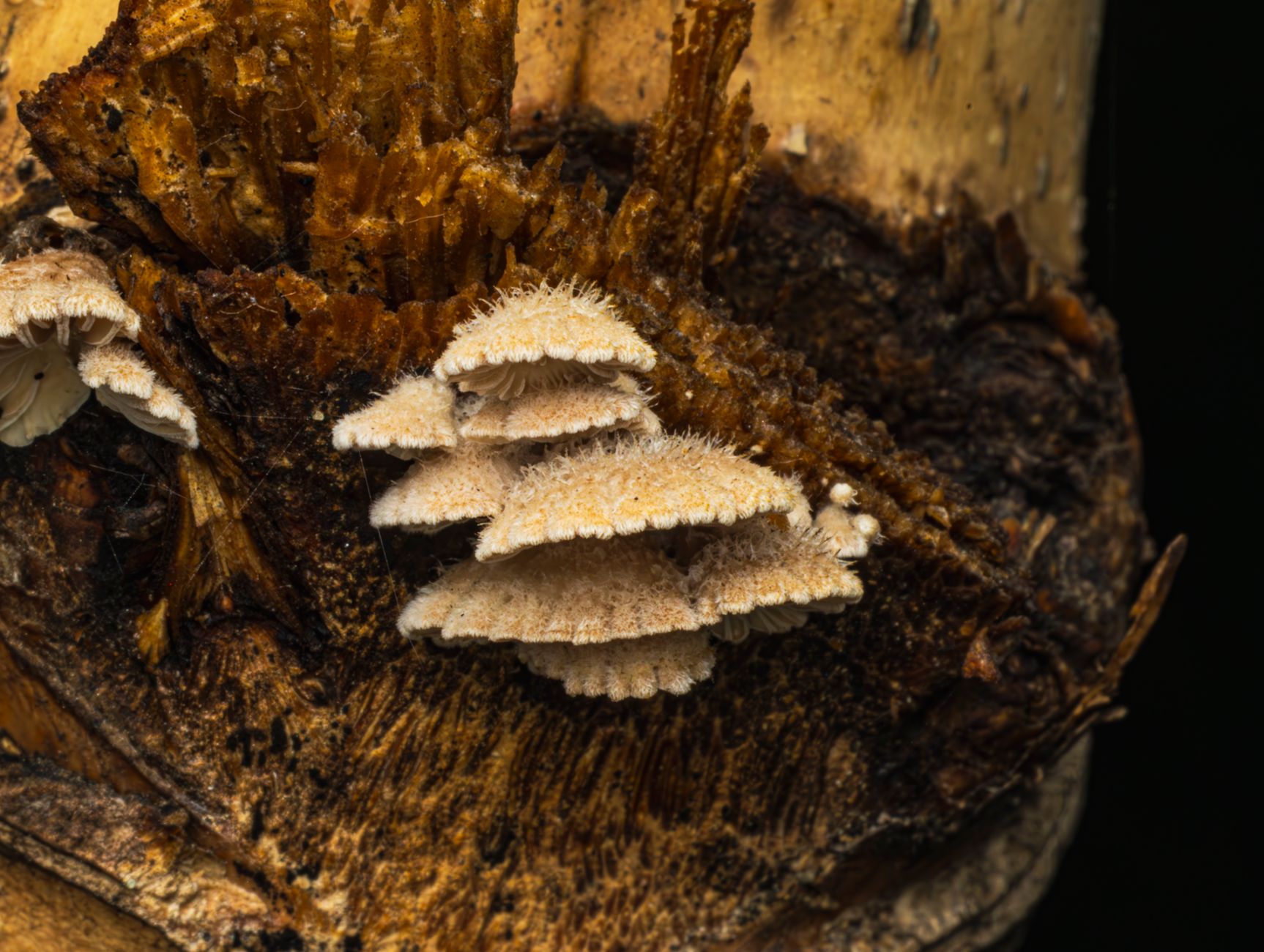 a white lion's mane mushroom fruit body with dangling teeth growing from a sawdust block in a plastic tote