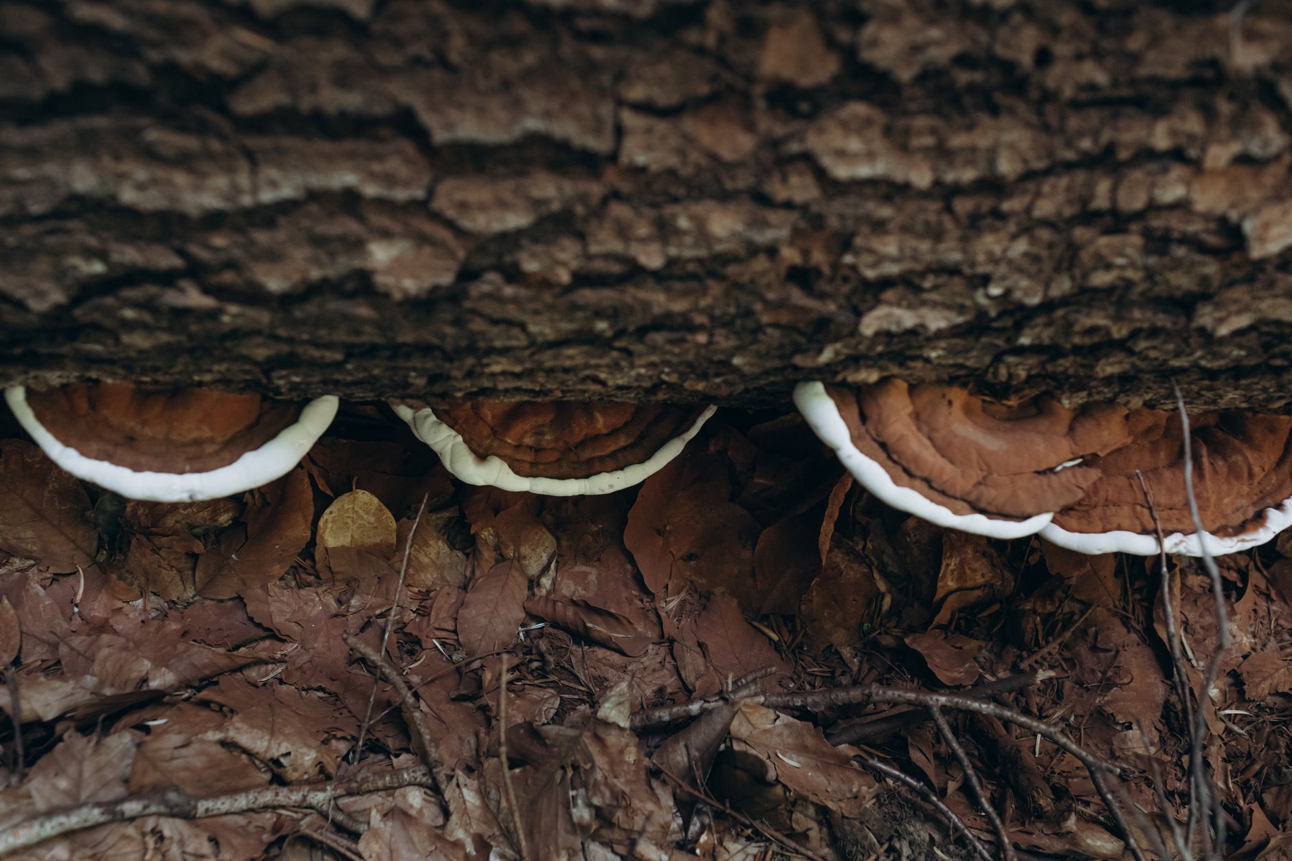 reishi mushroom antlers fruiting from a grow bag