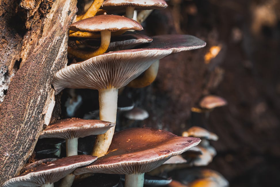 How to Grow Reishi Mushrooms at Home: Complete Cultivation Guide