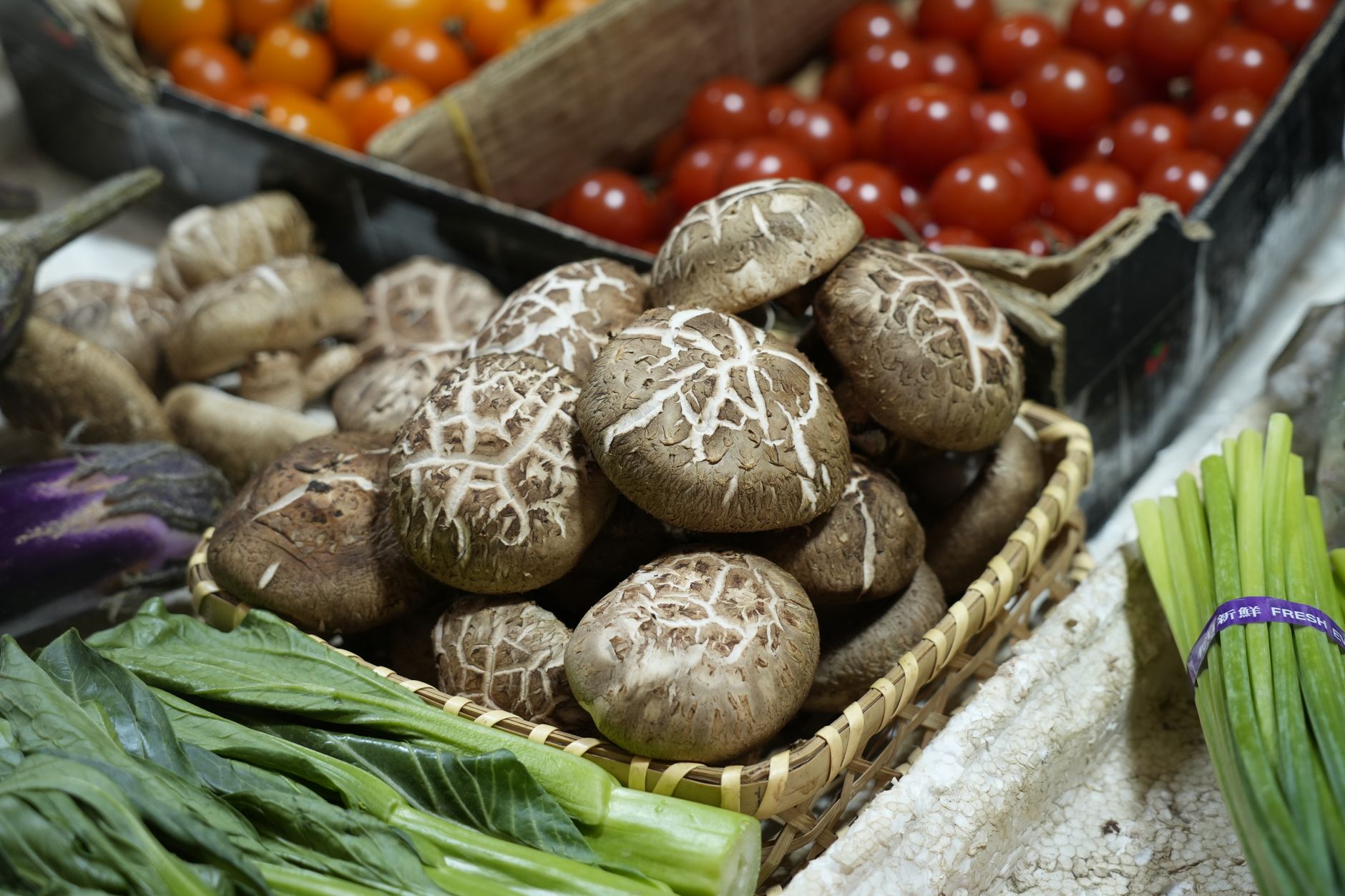 hands picking mature shiitake mushrooms with open brown caps from a sawdust block