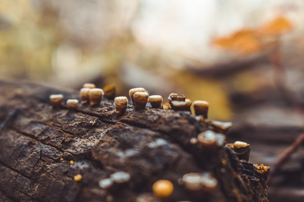 How to Make Grain Spawn for Mushrooms: Step-by-Step Guide
