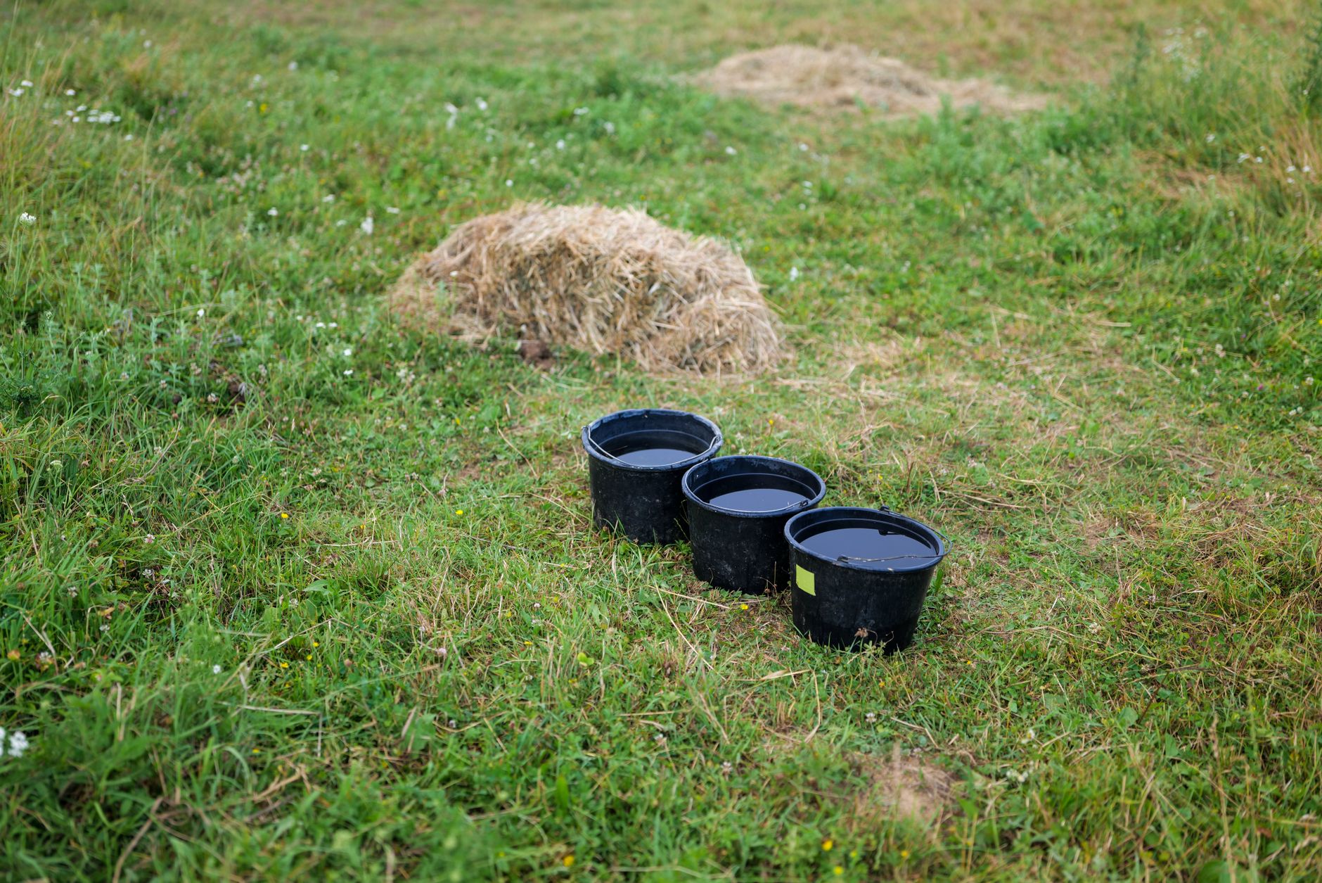 a bucket filled with chopped wheat straw