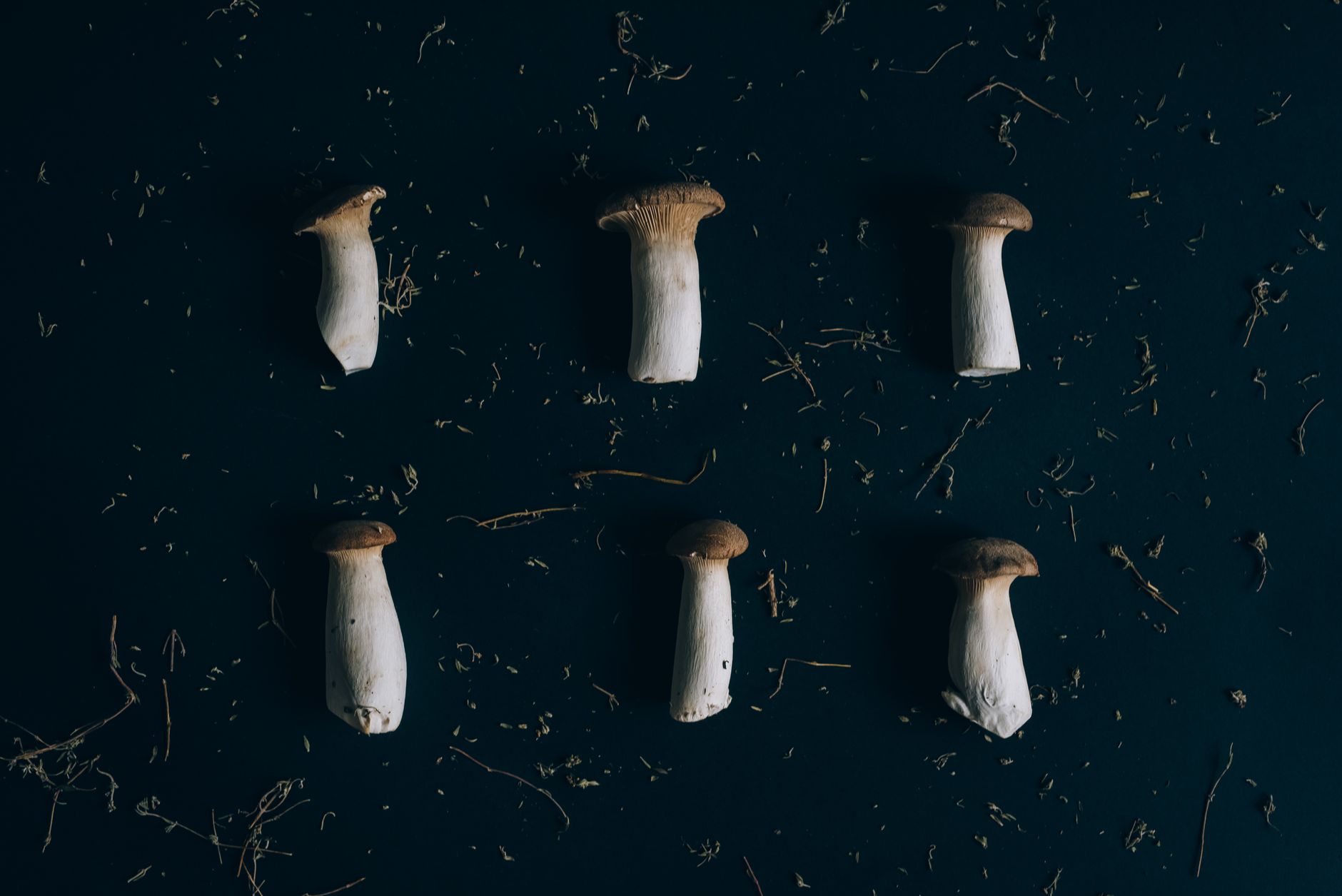 small white king oyster mushroom pins growing from a sawdust block