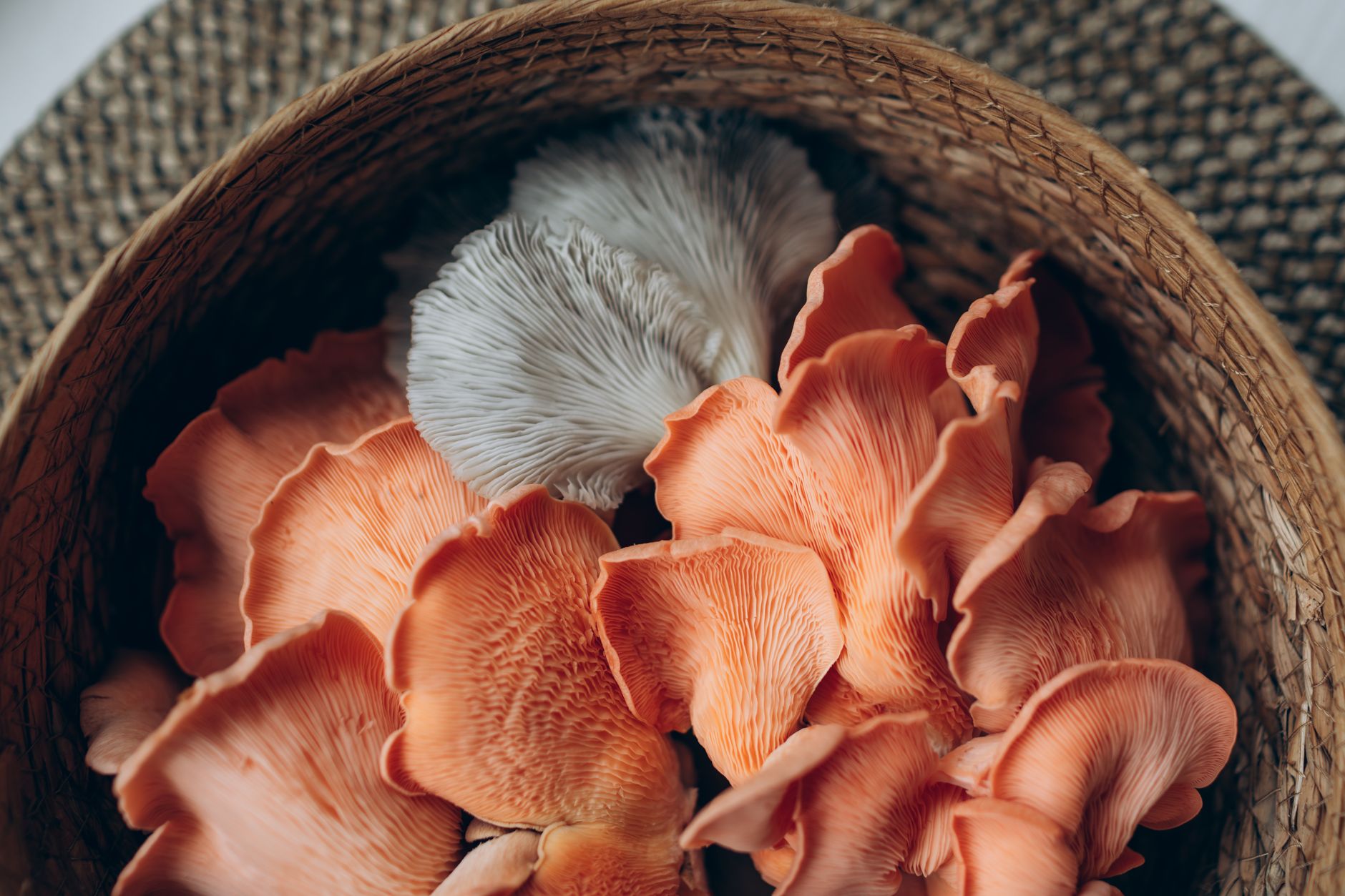 hand cutting a mature white lion's mane mushroom cluster from a sawdust block